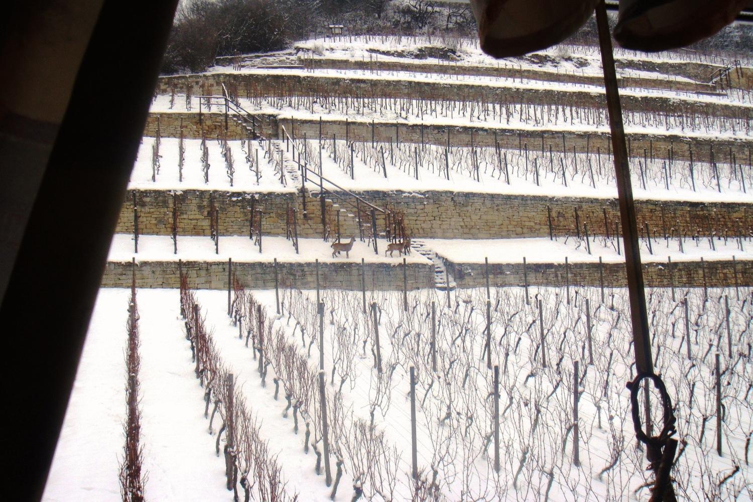 Landhotel Weingut Schulze Freyburg Extérieur photo